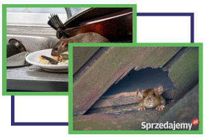 Dezynfekcja, dezynsekcja, deratyzacja, ozonowanie - Dąbrowa Górnicza