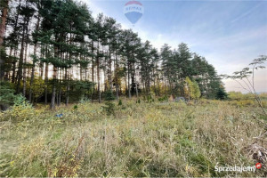 Wyjątkowa działka w Dorotowie