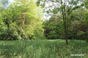 Nieduże siedlisko 5 km od Karwicy