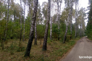 Na sprzedaż las – Borkowo Kościelne, Sierpc