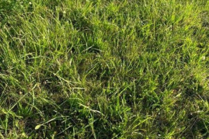 Ogłoszenie grunt 3000m2 Pleśna