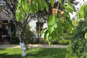 Dom jednorodzinny z garażem i ogrodem