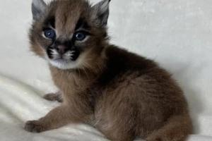 Dostępne młode karakale urodzone w niewoli