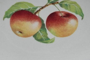 Półmisek w owoce  franco Giorgi italy