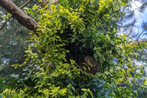 Trzmielina Emerald Gold pnąca