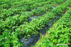 Agrowłóknina włóknina PP50 czarna MATA NA CHWASTY 1,6x15m