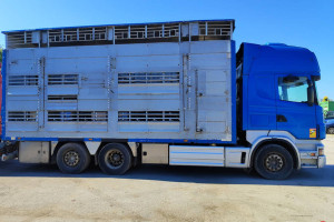 Scania R500, Pezzaioli, 3 poziomy, żywca, zwierząt