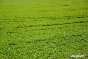 Działka inwestycyjna 1004 m2, Opole, Gosławice