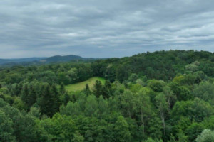 Las w Lipnicy Dolnej - 6 hektarów