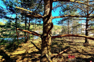 Oferta sprzedaży działki Ryjewo 2000m2