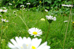 Do sprzedania łąka o pow. 27,30 ara, Kobylno