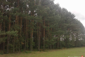 Sprzedam działkę, las o pow 2,31 ha