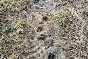 Grunt Chylice 3565m2